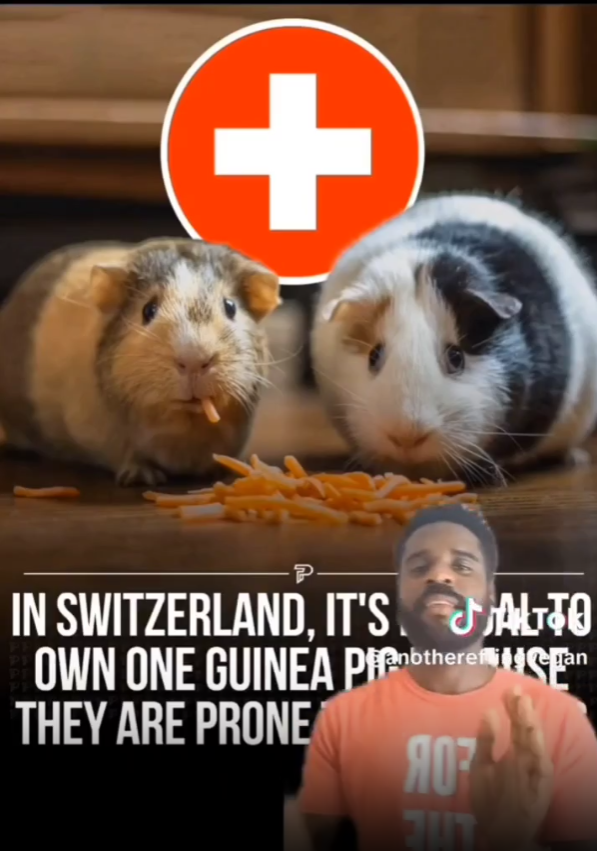 Jamie applauds welfarist law about owning guinea pigs