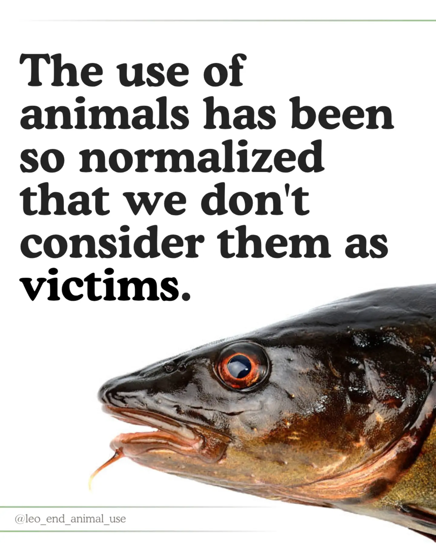 The use of animals has been so normalized, that we don't consider them as victim
