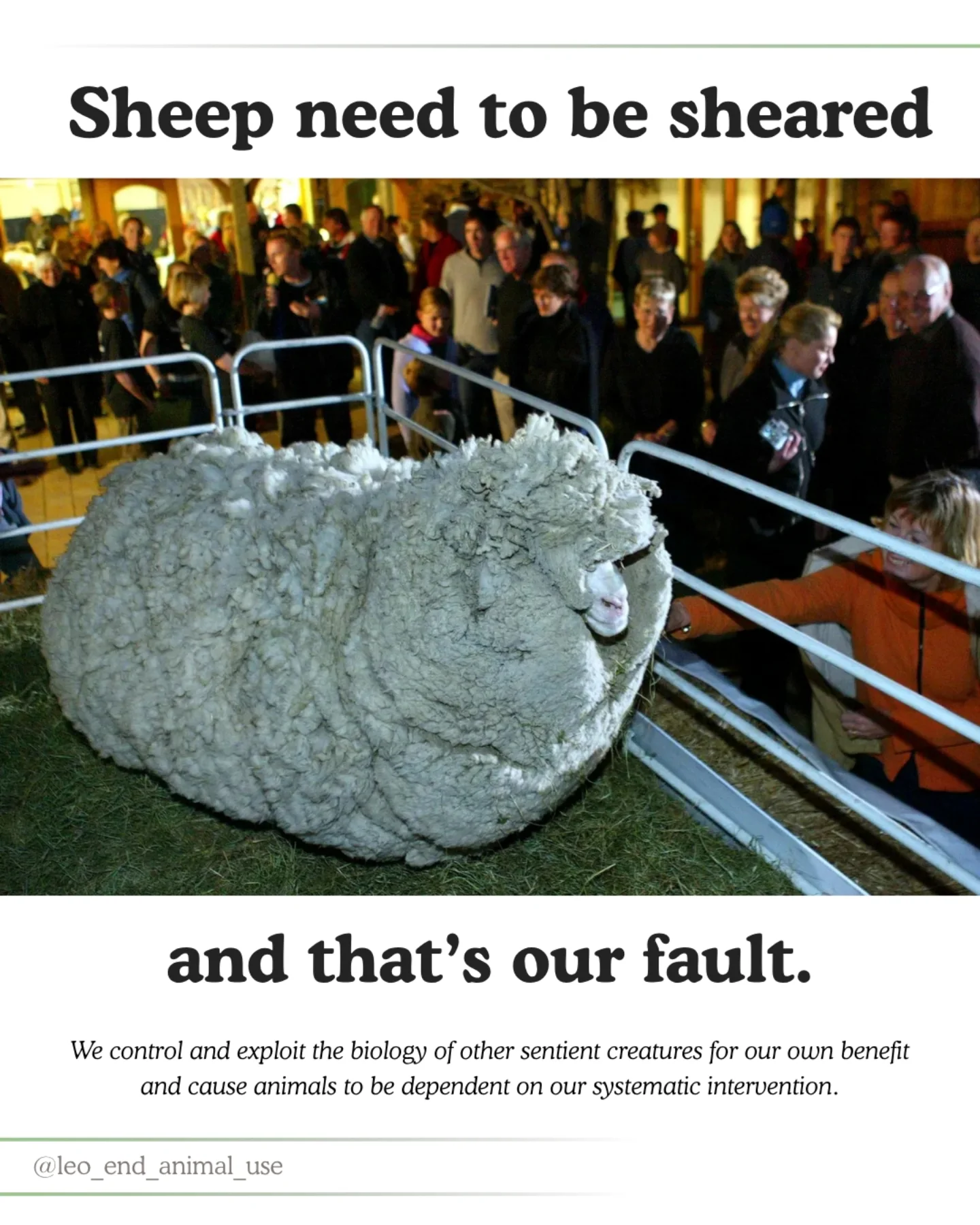 Sheep need to be sheared, and that's our fault