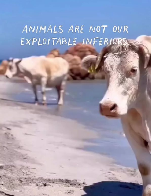 Animals are not our exploitable inferiors