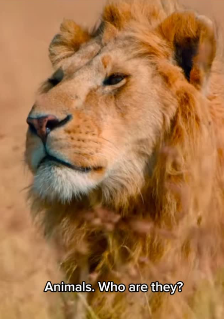 Correct the relationship between humans and other animals
