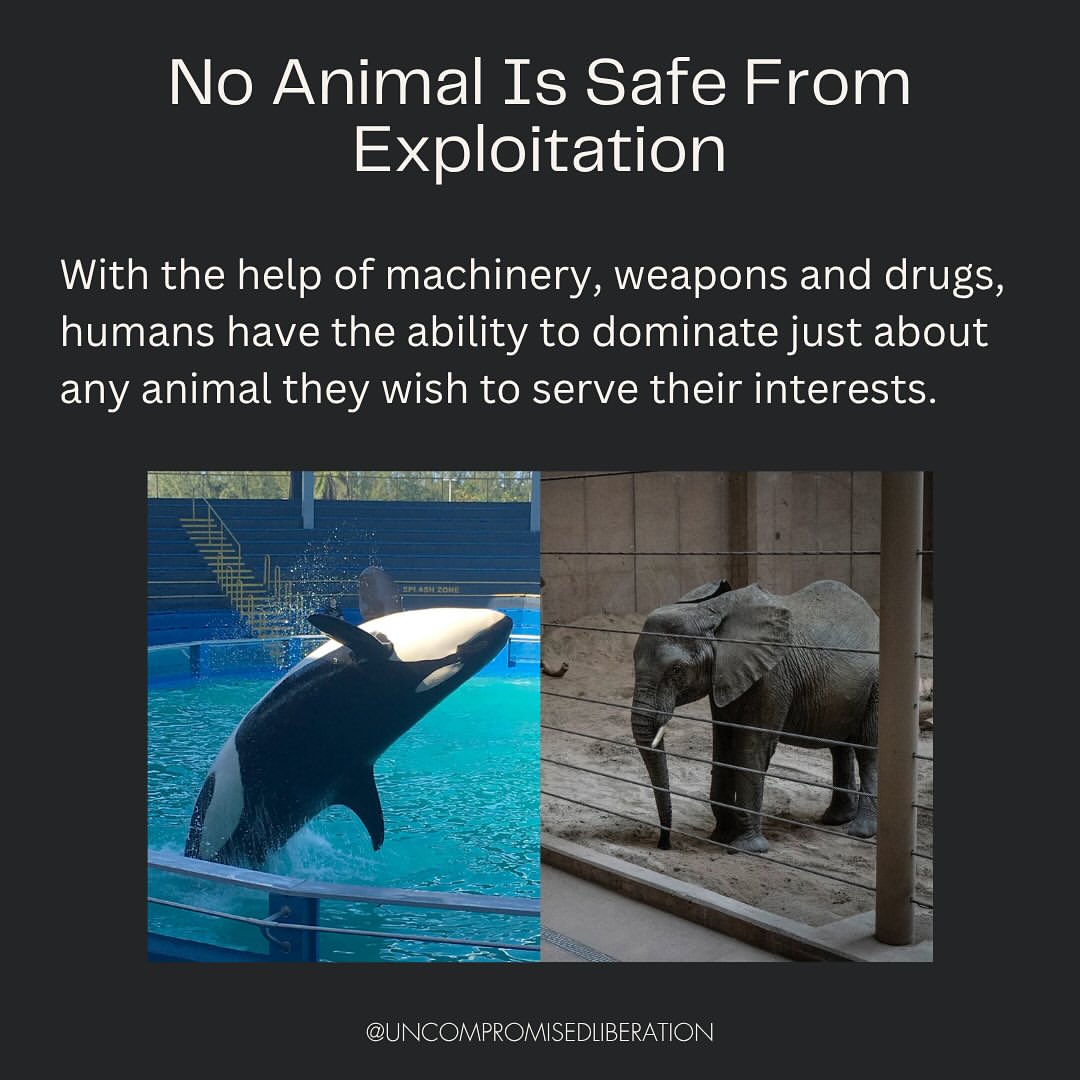 No animal is safe from exploitation